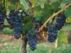 Grape Vine