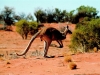 Kangaroo In The Outback