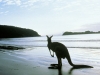 Kangaroo