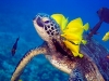 Sea Turtle - Great Barrier Reef