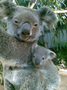 Breakfast with the Koalas, Sydney, Australia