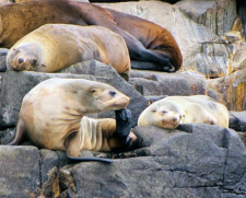 Bruny Island Cruise