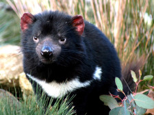 Devils at Cradle, Cradle Mountain, Tasmania