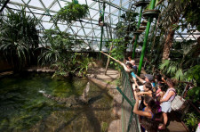 Wildlife Dome with Koala Cuddle