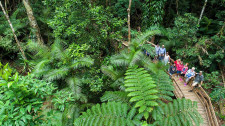 Daintree, Cape Tribulation & 4WD Bloomfield Track