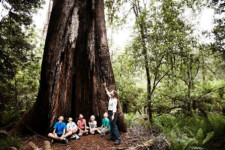 Dandenong Ranges, Victoria, Australia