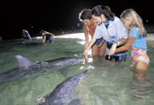 Tangalooma, Brisbane, Australia