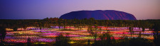 Elevated Field of Light View with Dinner