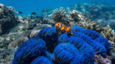 Frankland Islands Great Barrier Reef