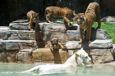 Dreamworld Adventure Park, Gold Coast, Australia