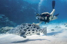 Great Barrier Reef Cruise, Port Douglas, Australia