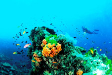 Diving the Great Barrier Reef, Australia