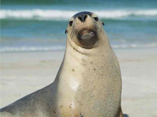 Kangaroo Island, Australia