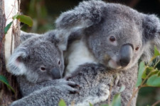 Lone Pine Koala Sanctuary, Brisbane, Australia