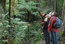 Ulva Island Walk, Stewart Island, New Zealand