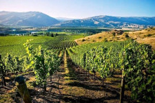 Central Otago Wine Tour