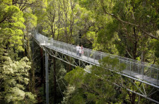 Otway Fly Treetop, Victoria