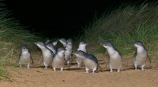 Phillip Island, Melbourne, Australia