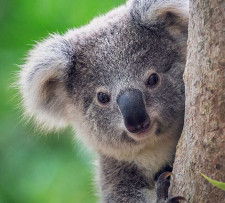 Port Stephens Koala Sanctuary