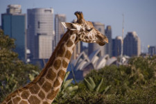 Taronga Zoo, Sydney, Australia