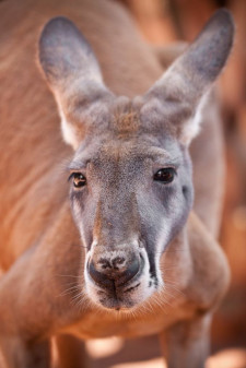 WILD LIFE Sydney Zoo