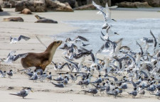 Kangaroo Island, Australia