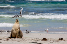 North and South Kangaroo Island Wildlife