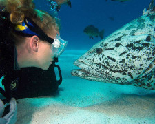 Great Barrier Reef Diving, Australia