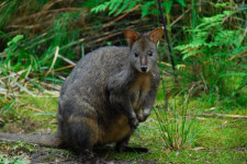 Guided Walk in Tasmania, Australia