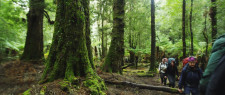 Guided Walk in Tasmania, Australia