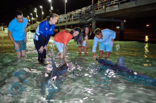 Marine Cruise and Dolphin Feeding