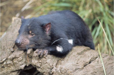 Tassie Devils in Tasminia