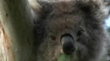 Tower Hill Wildlife Reserve, Victoria Australia