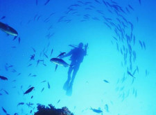 Dive Tutukaka New Zealand Poor Knights Island 