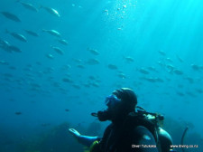 Dive Tutukaka New Zealand Poor Knights Island 