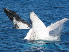 Whale Watching, Sydney, NSW