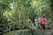 Daintree Walk About, Cairns, Australia