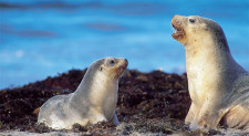 Kangaroo Island, Australia