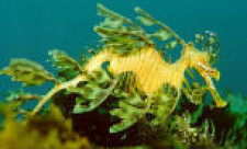 Kangaroo Island, Diving, Leafy Sea Dragon