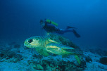 dive trips australia