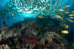 dive trips australia