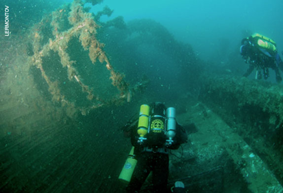 diving in New Zealand