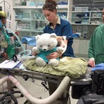 Healesville Koala Surgery - Arthur