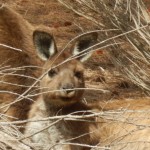 Kangaroo on Kangaroo Island Australia