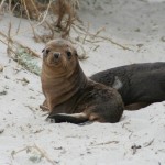 Sea Lion on Kangaroo Island Australia