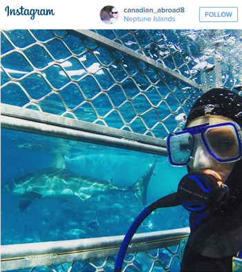 Cage Dive with Great White Sharks