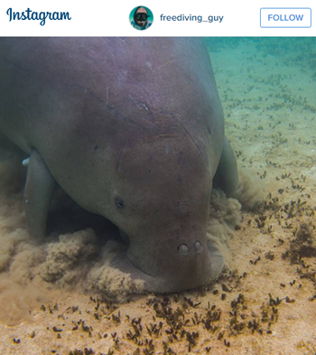 Spot a Dugong in Western Australia