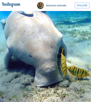 The Dugong Western Australia 