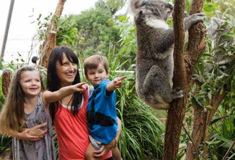 reat Reviews from Families who have traveled to Australia - Great Barrier Reef - Wildlife