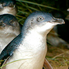 Phillip Island Penguin